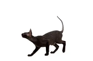 Peterbald: Cat - Peterbald