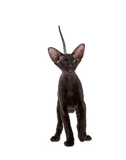 Peterbald: Cat - Peterbald