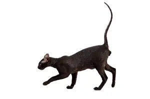 Peterbald: Cat - Peterbald
