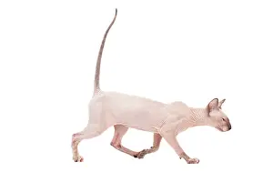 Peterbald: Cat - Peterbald