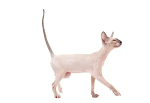 Peterbald: Cat - Peterbald