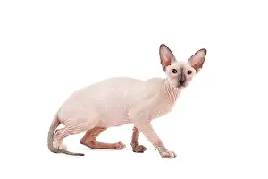 Peterbald: Cat - Peterbald