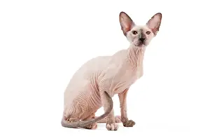Peterbald: Cat - Peterbald