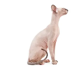 Peterbald: Cat - Peterbald