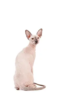 Peterbald: Cat - Peterbald