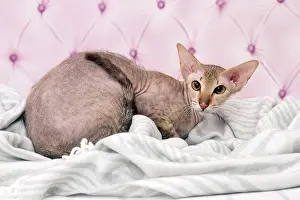 Peterbald: Cat Peterbald
