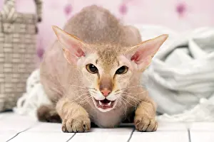 Growling: Cat Peterbald
