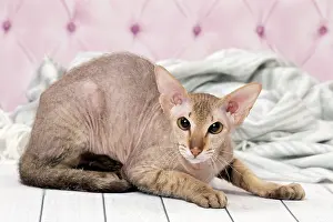 Peterbald: Cat Peterbald
