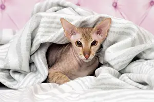 Peterbald: Cat Peterbald