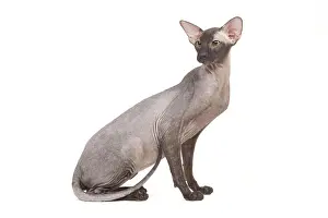 Peterbald: Cat - Peterbald - black flocked in studio