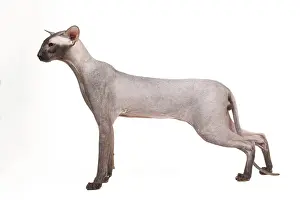Peterbald: Cat - Peterbald - black flocked - in studio