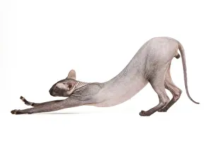 Peterbald: Cat - Peterbald - black flocked - in studio stretching