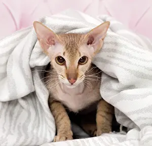 Peterbald: Cat Peterbald under a blanket