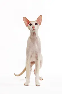 Peterbald: Cat - Peterbald breed in studio