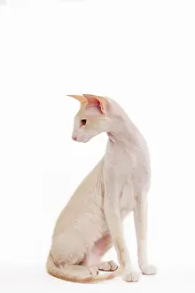 Peterbald: Cat - Peterbald breed in studio