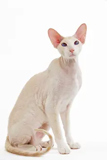 Peterbald: Cat - Peterbald breed in studio