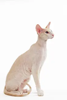 Peterbald: Cat - Peterbald breed in studio