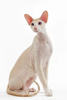 Peterbald: Cat - Peterbald breed in studio