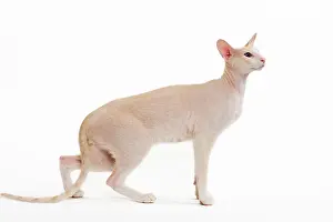 Peterbald: Cat - Peterbald breed in studio