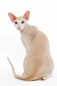 Peterbald: Cat - Peterbald breed in studio