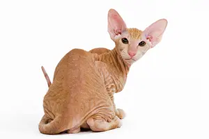 Peterbald: Cat - Peterbald - kitten