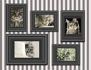 Frames: Cat - pictures of Cats in frames on wall