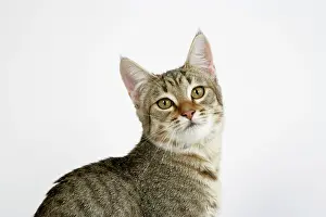 Pixie: Cat - Pixie-Bob
