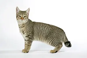 Pixie: Cat - Pixie-Bob
