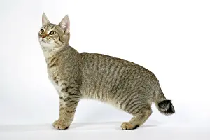 Pixie: Cat - Pixie-Bob looking up