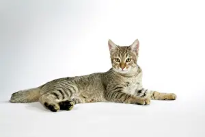 Pixie: Cat - Pixie-Bob lying down