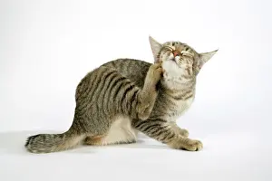 Pixie: Cat - Pixie-Bob scratching