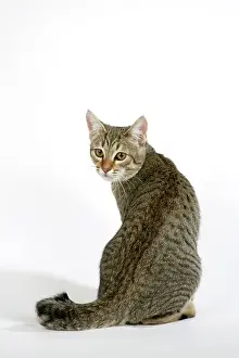 Pixie: Cat - Pixie-Bob sitting looking around
