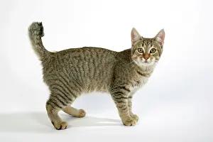 Pixie: Cat - Pixie-Bob standing