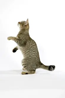 Pixie: Cat - Pixie-Bob standing on back legs