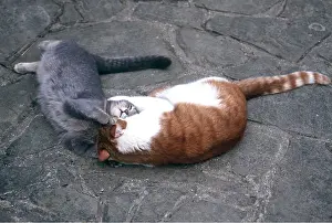 Playfighting: CAT - PLAYFIGHTING