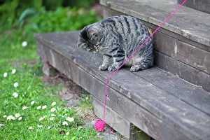 Benches: Cat - playing with ball of wool in garden