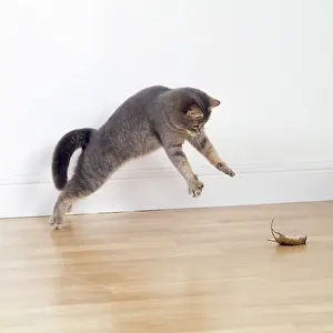 Pouncing: Cat - playing with a dead mouse