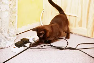 Cable: CAT - playing with electric cable / wires A common