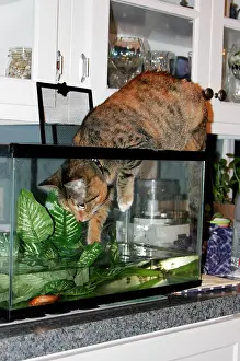 Tanks: Cat - playing in fish tank