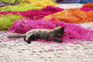 Essaouira: Cat playing in the raffia in Essaouira Morocco
