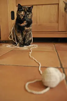 Tortoiseshell: Cat playing with a spool of thread France