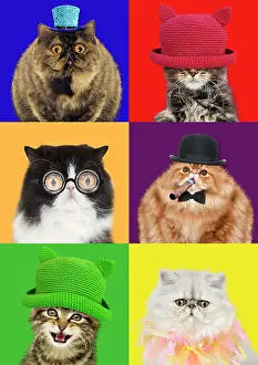 Political: Cat political party candidate cats Conservative