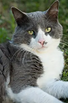 Potager: Cat portrait in a kitchen garden in Provence
