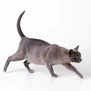 Pregnant: Cat - pregnant