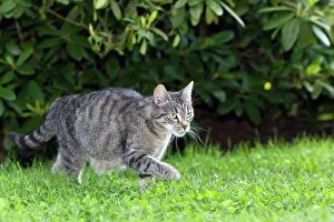 Prowl: Cat - prowling through garden