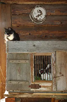 Rustics: Cat and rabbit in a cowshed in Latvia