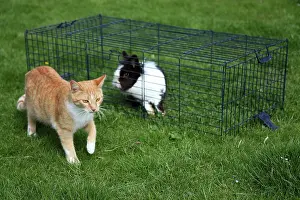 Cuniculus: Cat in front of a rabbit inside a cage