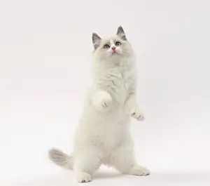 Yoga: Cat Ragdoll