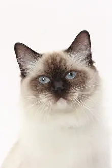 Ragdolls: Cat Ragdoll