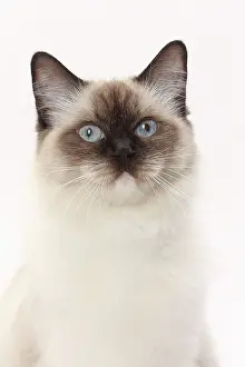 Ragdolls: Cat Ragdoll